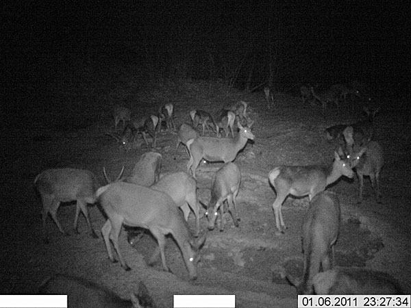 【上海問屋】イタズラの証拠撮影　動物の観察　使い方いろいろ　単三電池式無人撮影カメラ　販売開始