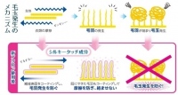 毛玉発生メカニズム