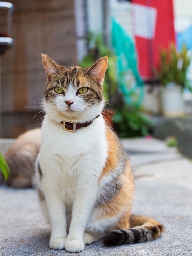 20匹の“可愛らしい子”厳選「三毛猫特集」！　約400種類の動物を図鑑形式で楽しめる「どうぶつZOO館」にて開始