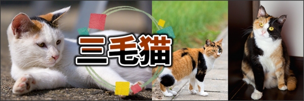 20匹の“可愛らしい子”厳選「三毛猫特集」！　約400種類の動物を図鑑形式で楽しめる「どうぶつZOO館」にて開始