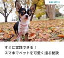 あなたの日常が、ちょっと心地よくなるサイト「arrows life」 2015年12月4日(金)公開