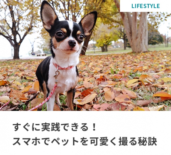 あなたの日常が、ちょっと心地よくなるサイト「arrows life」 2015年12月4日(金)公開