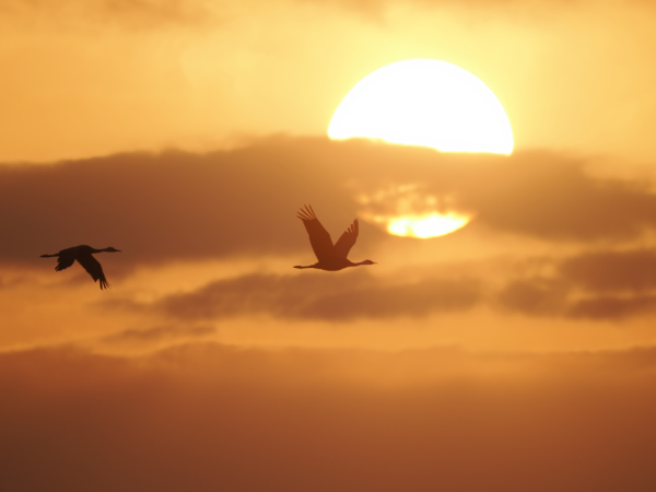 【ドスパラ】 野鳥撮影のコツをプロから学ぶ　野鳥写真家 菅原貴徳氏登壇　カメラの設定から鳥との向き合い方まで　10月7日（水）20時より開催　参加者募集中